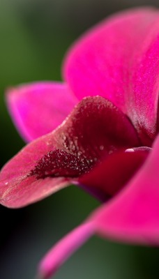 цветок розовый крупный план лепесток