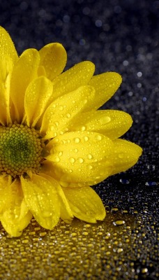 цветок желтый капли крупный план