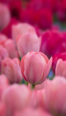 тюльпаны розовые поле крупный план