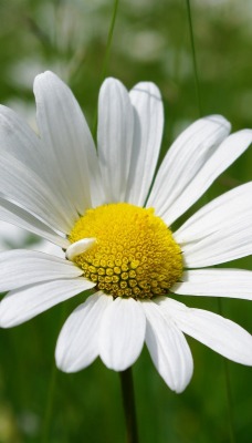 ромашка белая цветок зелень