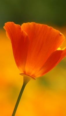 цветок поле размытость крупный план оранжевый