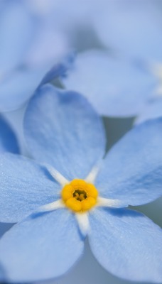 цветы голубые макро размытость