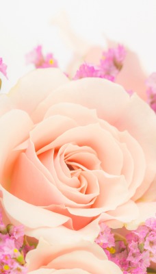 роза бутон персиковый букет