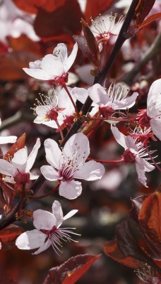 цветение ветка вишня белые цветы