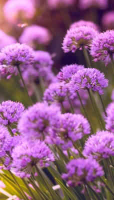 цветы полевые фиолетовый аллиум