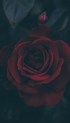 роза бордовый темнота