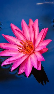 цветок кувшинка розовый вода
