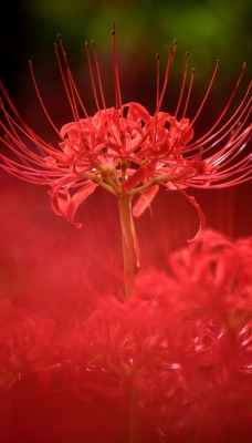 красный цветок крупный план