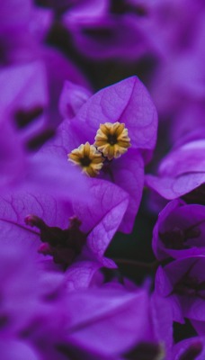 фиолетовый цветы крупный план макро лепестки