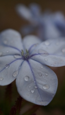 цветок белый лепестки капли