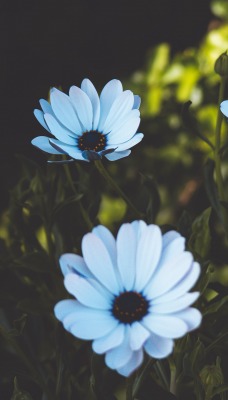 маргаритка ромашка цветы голубые