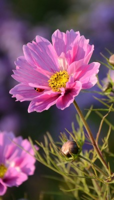 цветы полевые розовый космея