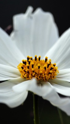 цветок белый лепестки тычинка