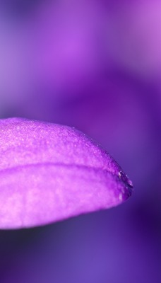 цветок фиолетовый макро лепестки бутон
