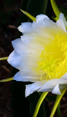 цветок бутон желтый белый крупный план макро