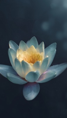 лотос цветок лепестки вода