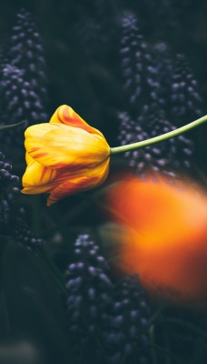 цветок тюльпан желтый оранжевый