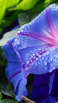 цветок макро капли фиолетовый куст