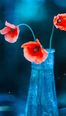мак ваза цветы холод