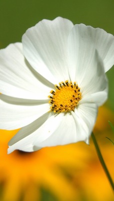 цветок белый размытость