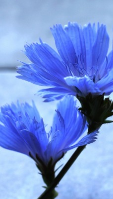 цветок васильки полевой голубой синий