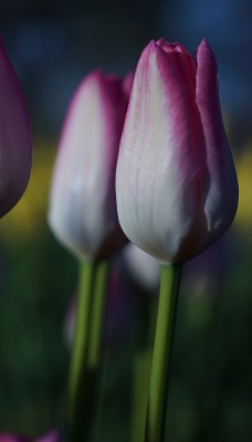 тюльпаны цветы в поле бутоны