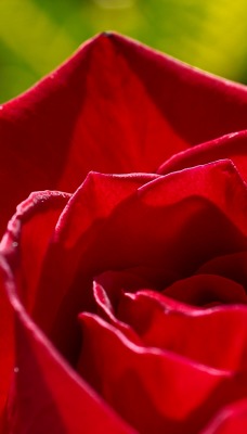 роза бутон макро лепестки красный бордовый