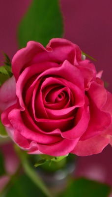 роза бутон розовый цветок