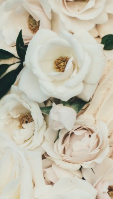 розы куст белые