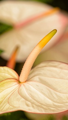 антуриум цветок растение крупный план