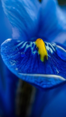 цветок синий макро капля ирис