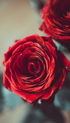 розы букет бордовый