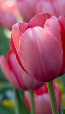 тюльпаны розовый поле цветы