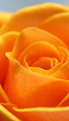 роза макро бутон оранжевая