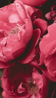 цветы розовые бутоны