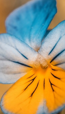 цветок анютины глазки оранжевый крупный план