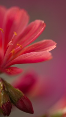 цветок красный боке макро