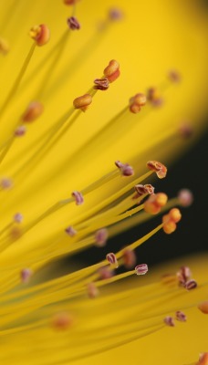 цветок желтый тычинка макро