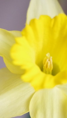 цветок желтый крупный план