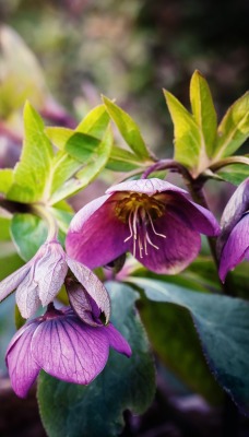 цветок фиолетовый куст ветка