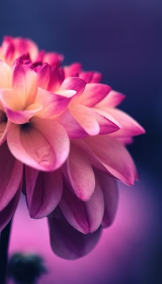 цветок бутон лепестки розовый