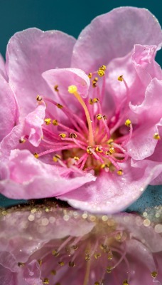 цветок розовый бутон