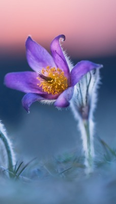 цветы рассвет утро фиолетовый