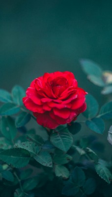 красная роза фокус листья