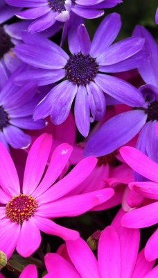 цветы розовые фиолетовые
