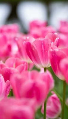 тюльпаны поле розовые