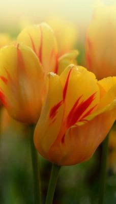 тюльпаны желтые цветы