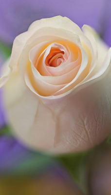 цветок роза белая бутон крупный план