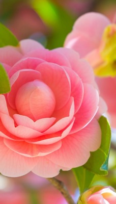 цветок розовый роза ветка кустовая