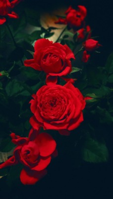 роза кустовая куст